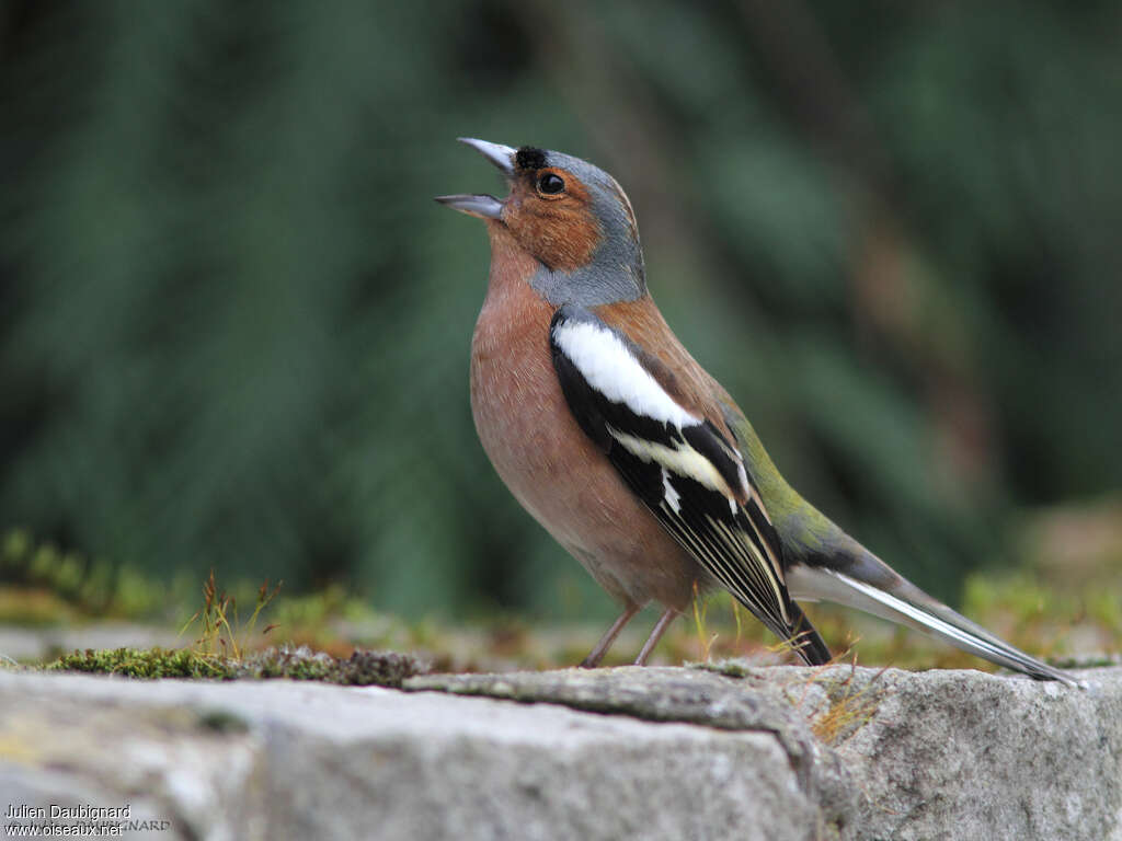 Eurasian Chaffinch male adult, song