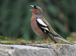 Eurasian Chaffinch