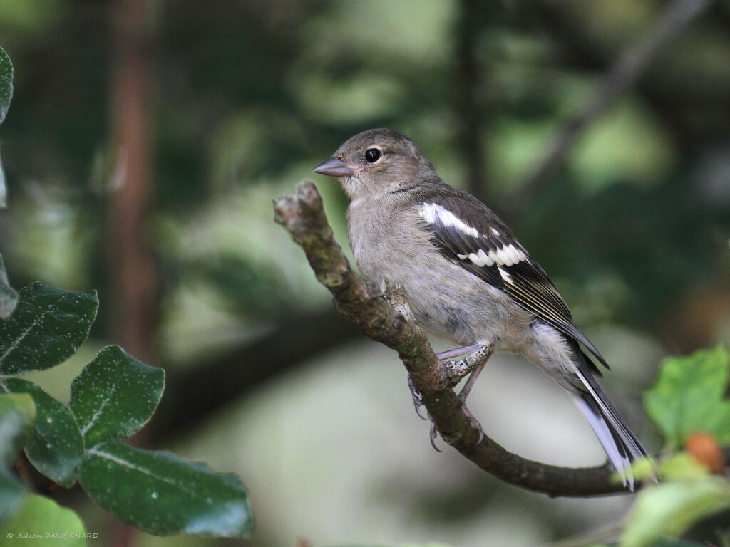 Pinson des arbres femelle, identification