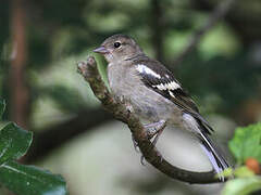 Eurasian Chaffinch