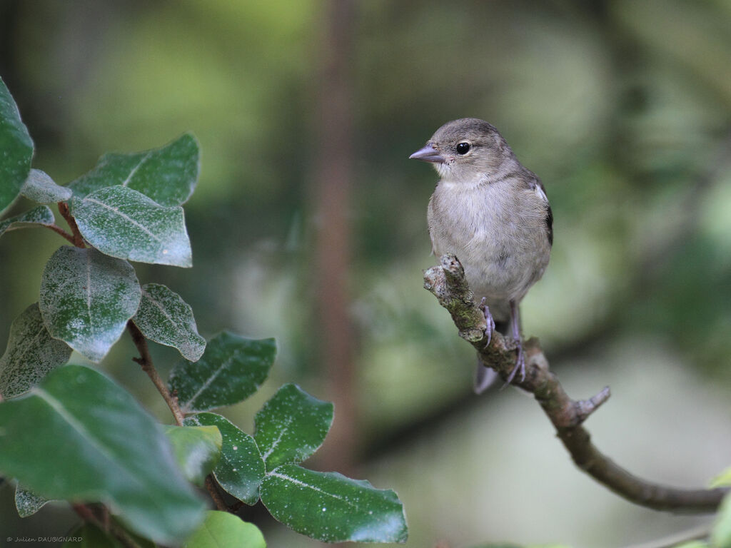 Pinson des arbres femelle, identification
