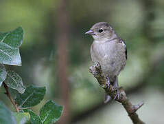 Common Chaffinch