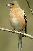 Eurasian Chaffinch