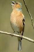 Common Chaffinch