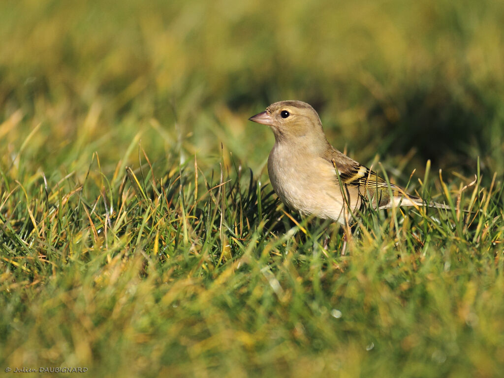 Common Chaffinch female, identification