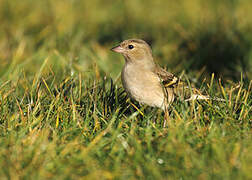 Eurasian Chaffinch