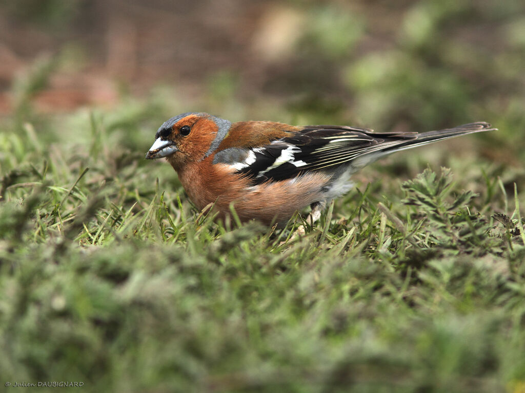 Pinson des arbres mâle, identification