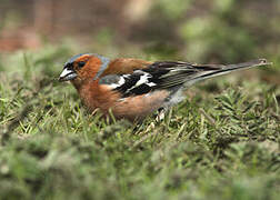 Common Chaffinch