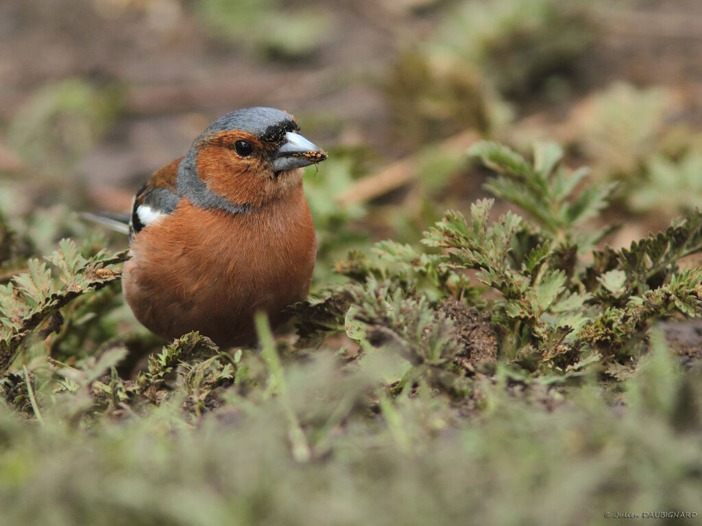 Eurasian Chaffinch male, identification