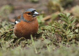 Eurasian Chaffinch