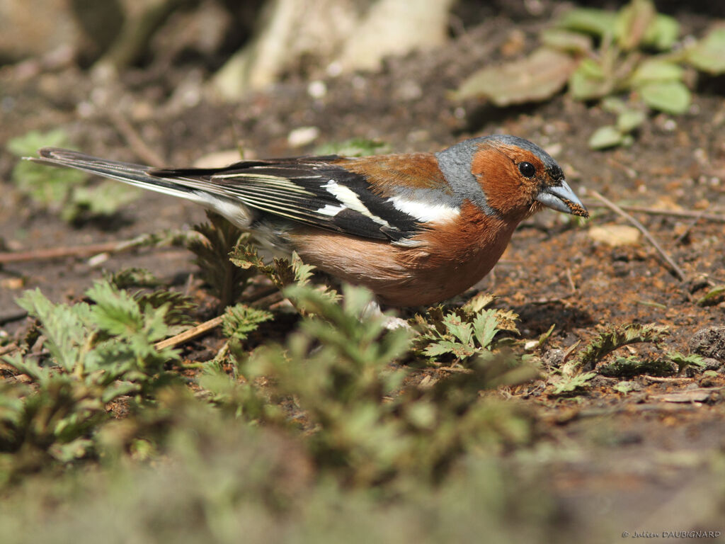 Common Chaffinch male, identification