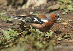 Eurasian Chaffinch