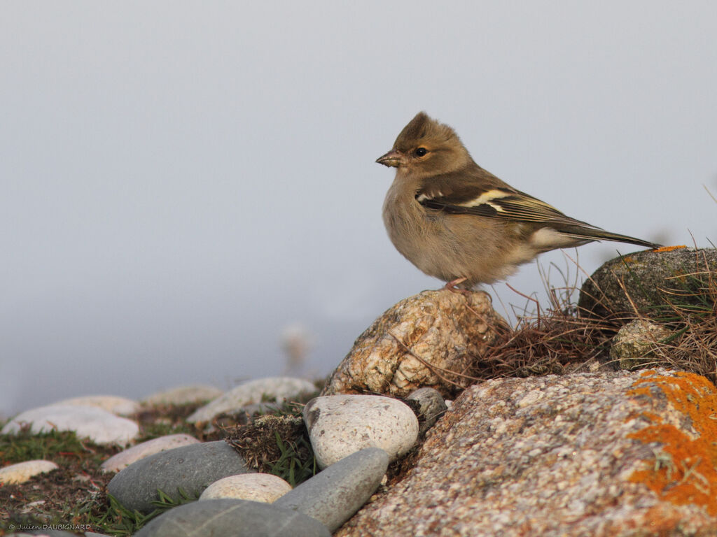 Common Chaffinch female, identification