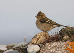 Eurasian Chaffinch