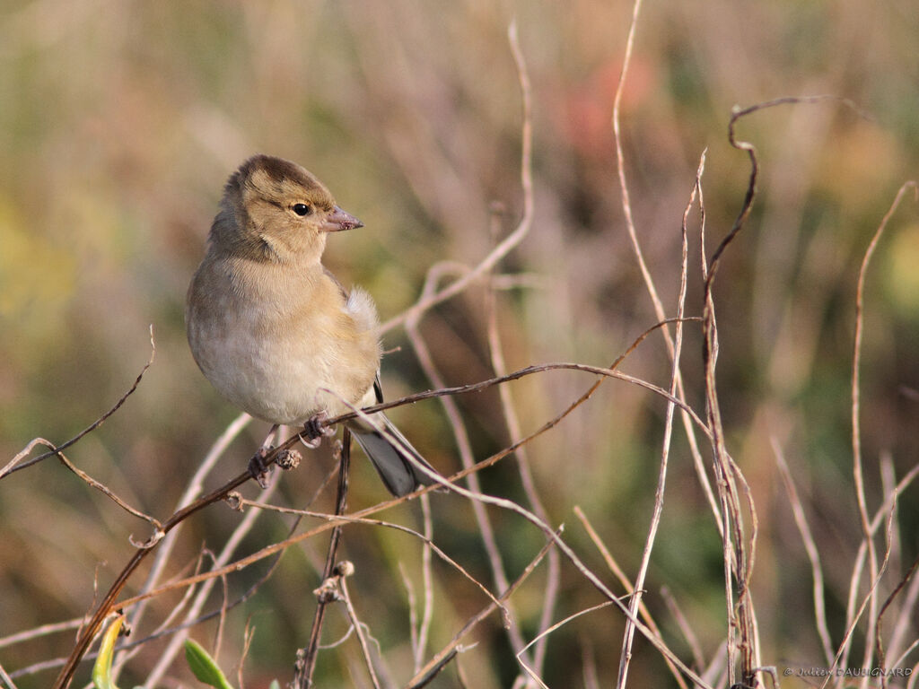 Common Chaffinch female, identification