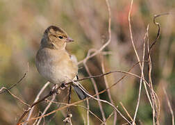 Common Chaffinch