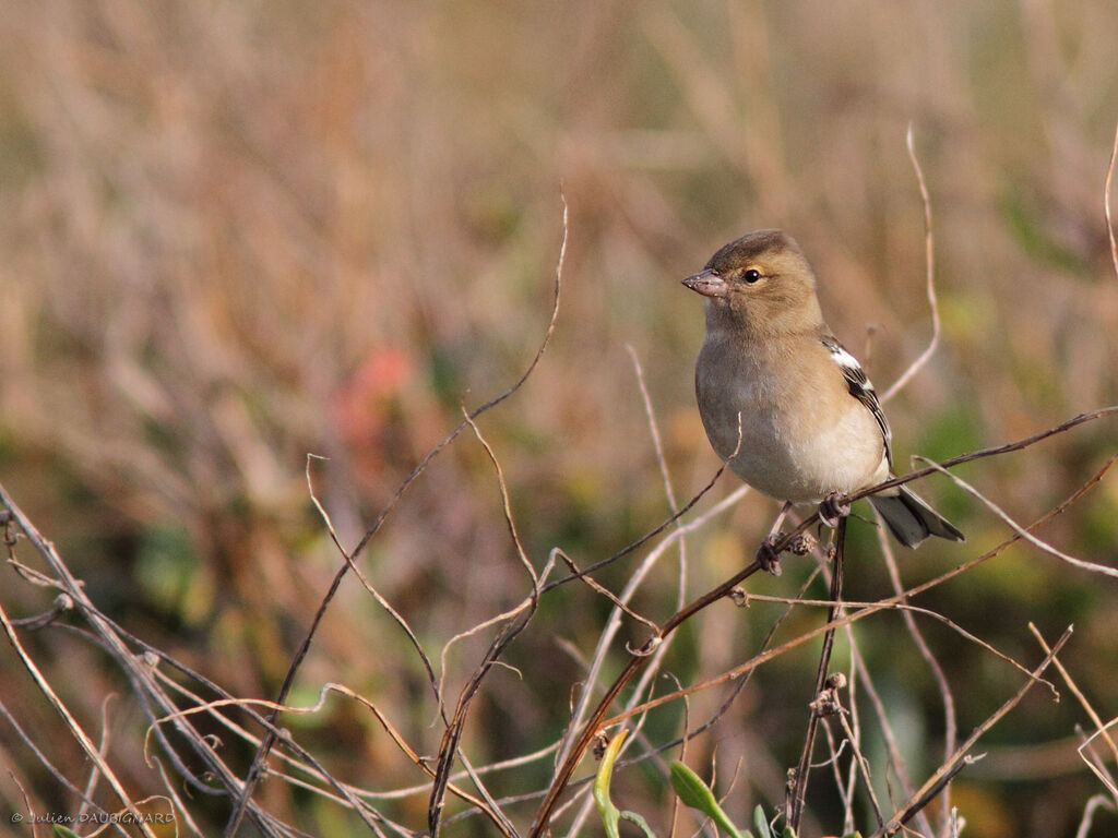 Common Chaffinch female, identification