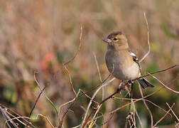 Eurasian Chaffinch