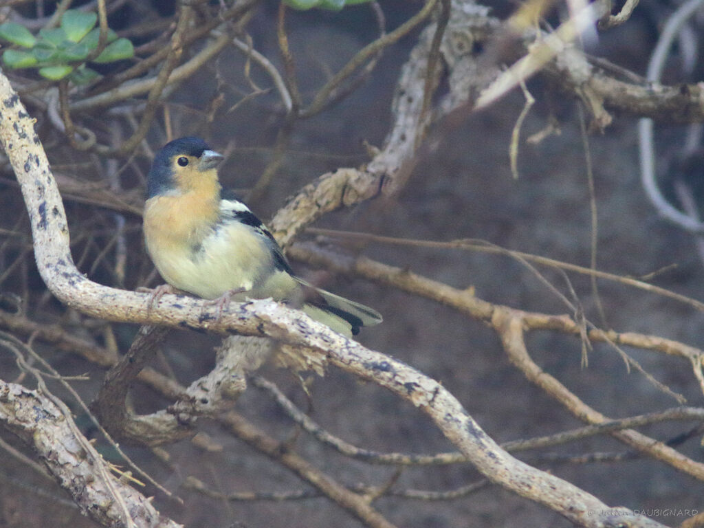 Pinson des Canaries, identification