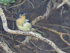 Canary Islands Chaffinch