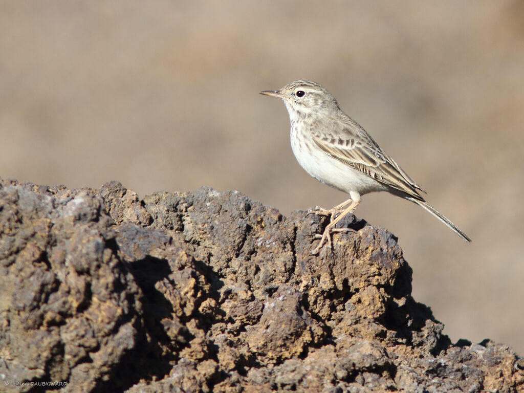 Berthelot's Pipit, identification