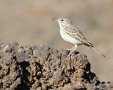 Berthelot's Pipit