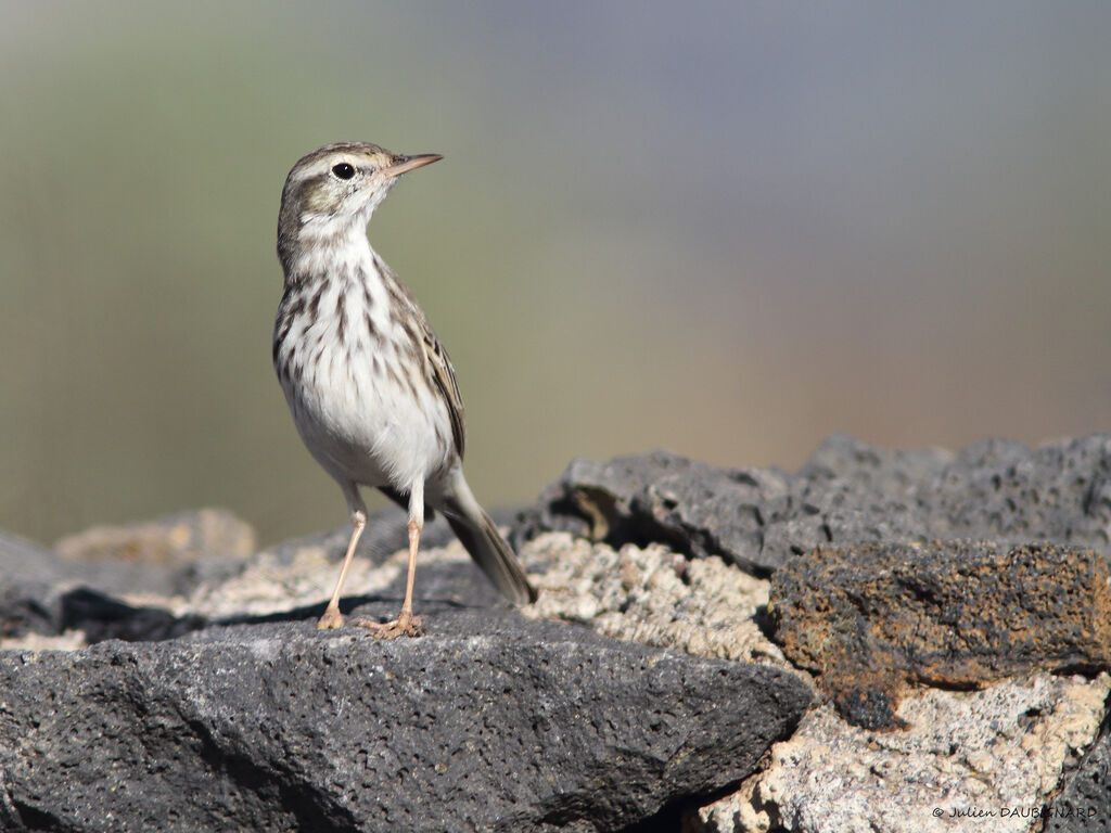 Pipit de Berthelot, identification