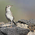 Pipit de Berthelot