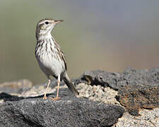 Berthelot's Pipit