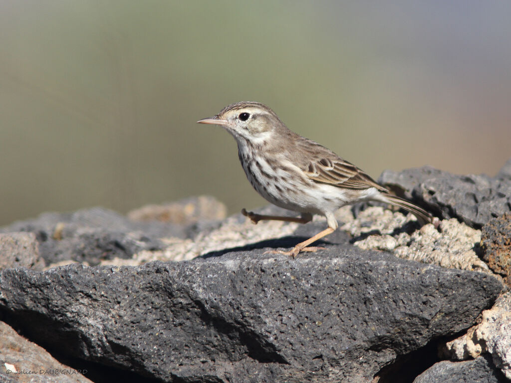 Berthelot's Pipit, identification