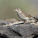 Pipit de Berthelot