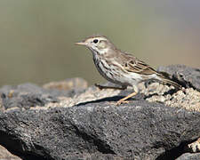 Berthelot's Pipit