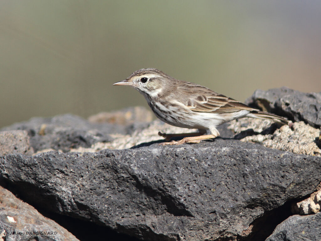 Pipit de Berthelot, identification