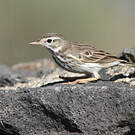 Pipit de Berthelot