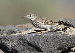 Berthelot's Pipit