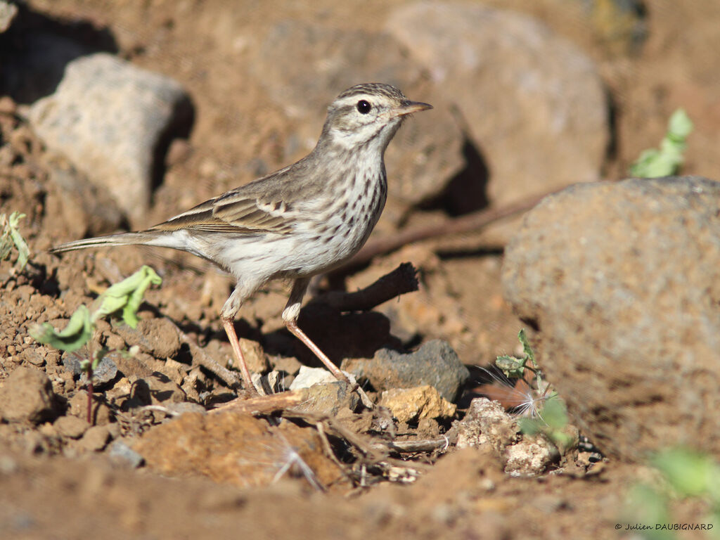 Pipit de Berthelot, identification