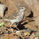 Pipit de Berthelot