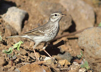 Pipit de Berthelot