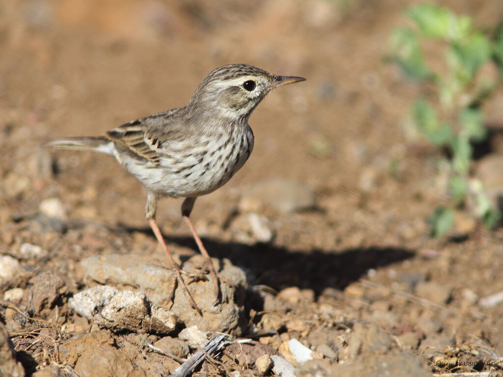 Berthelot's Pipit, identification