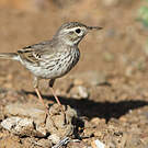 Pipit de Berthelot
