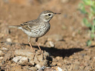 Pipit de Berthelot