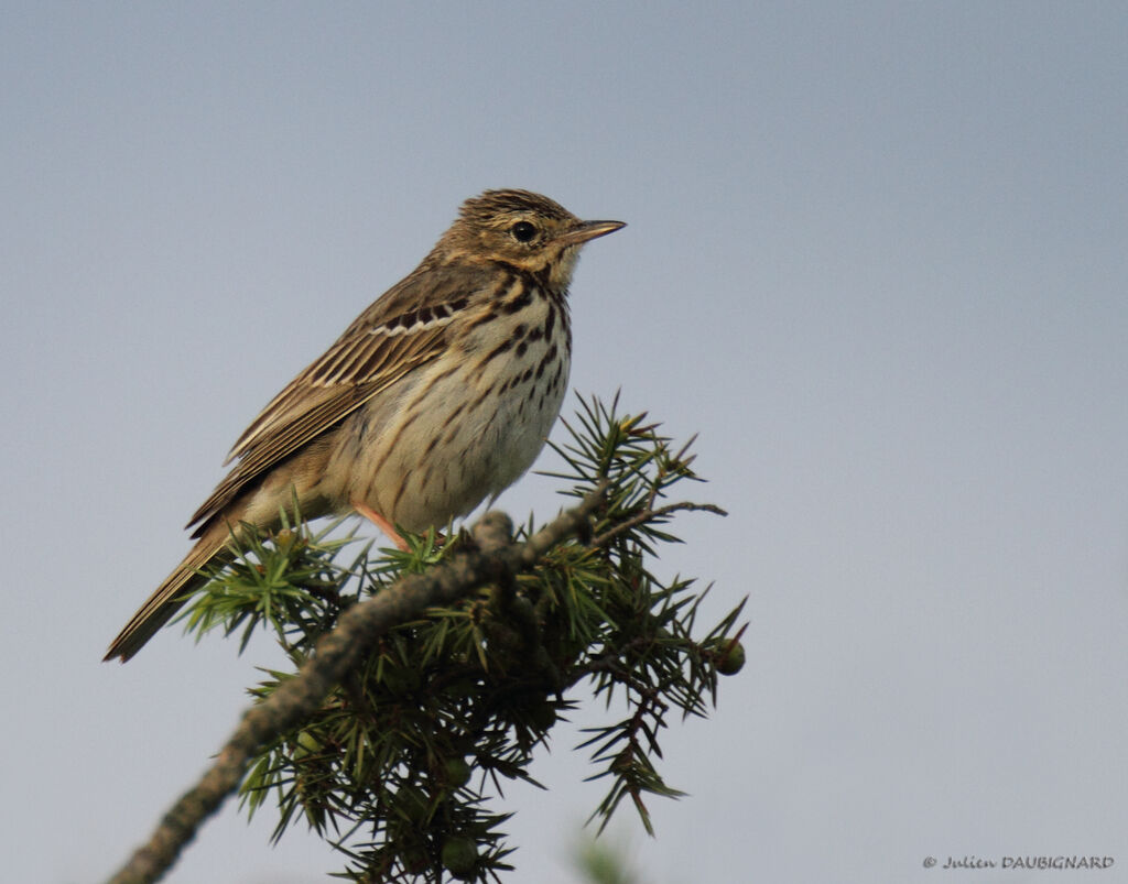 Pipit des arbres mâle, identification