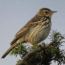 Pipit des arbres