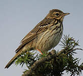 Pipit des arbres