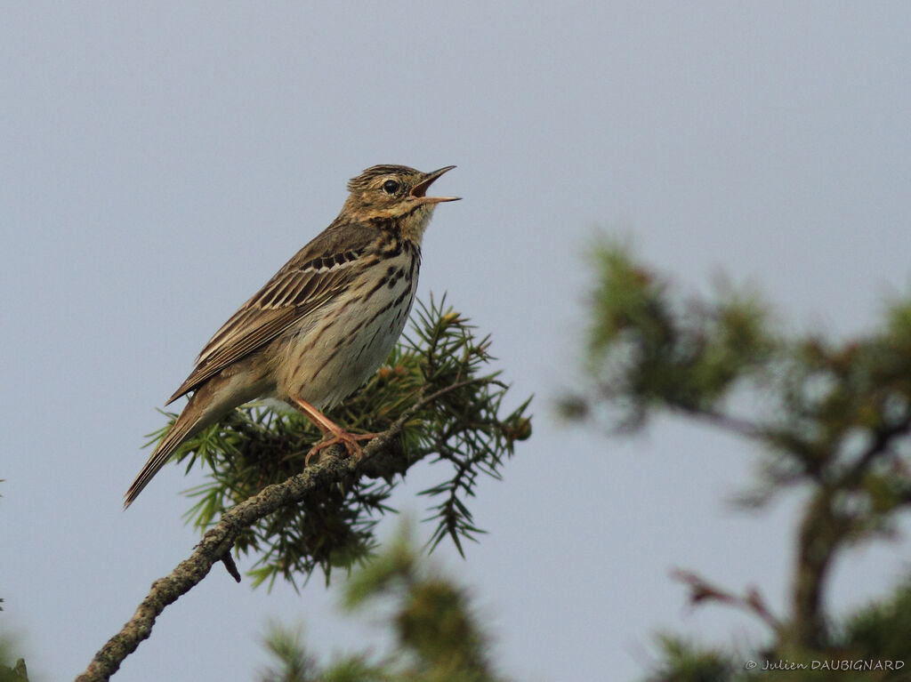 Pipit des arbres mâle, identification