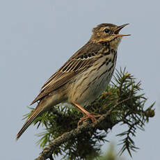 Pipit des arbres