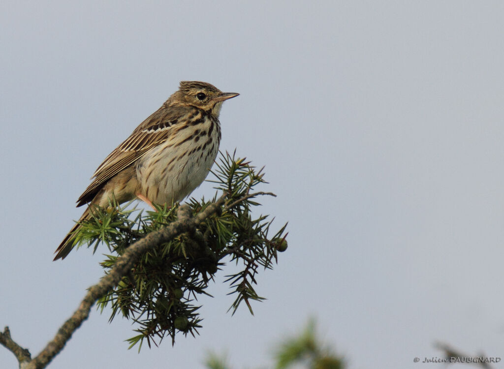 Pipit des arbres mâle, identification