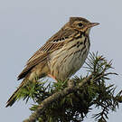 Pipit des arbres