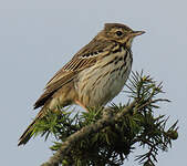 Pipit des arbres