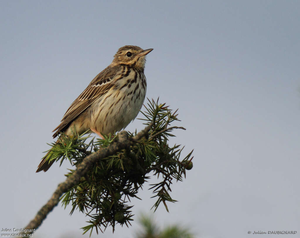 Tree Pipit male, identification